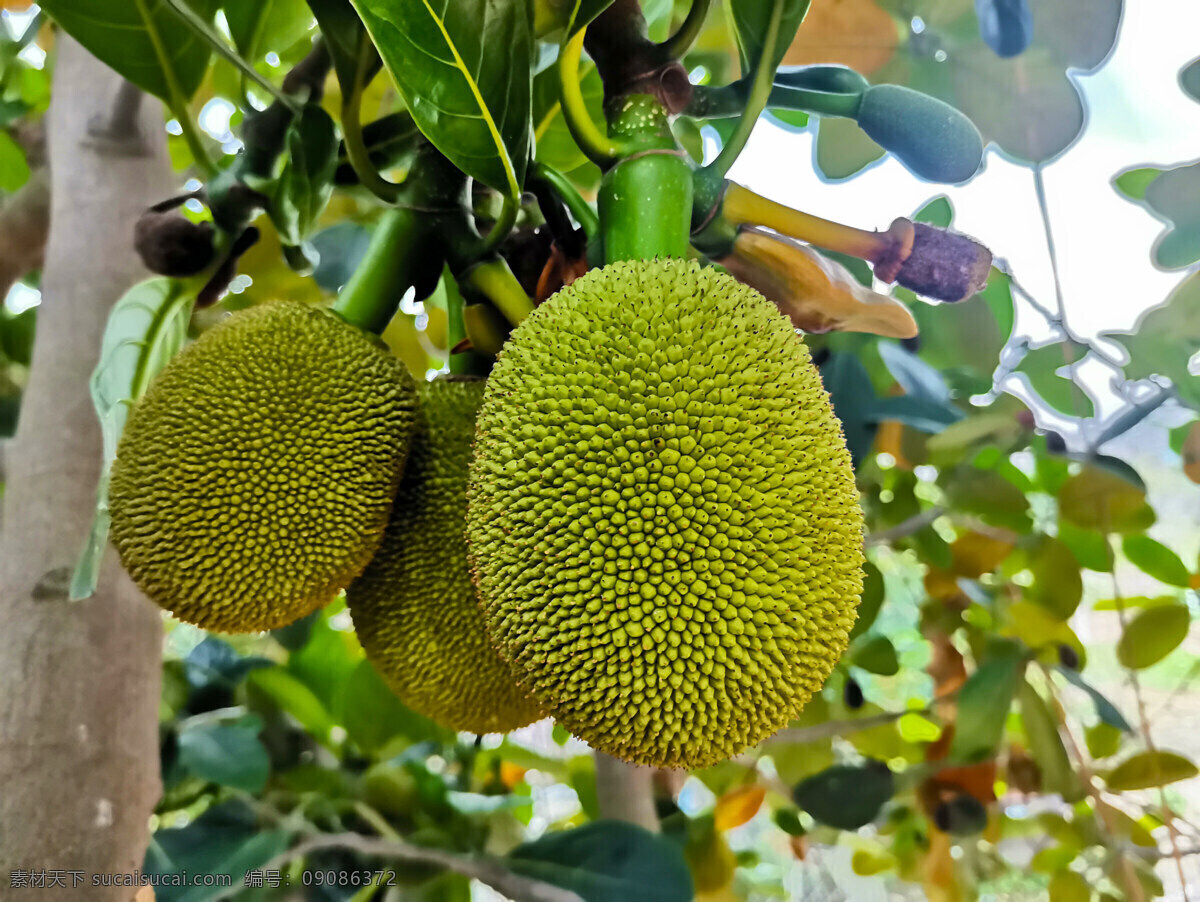 菠萝蜜 波罗蜜 苞萝 木菠萝 树菠萝 大树菠萝 生物世界 水果