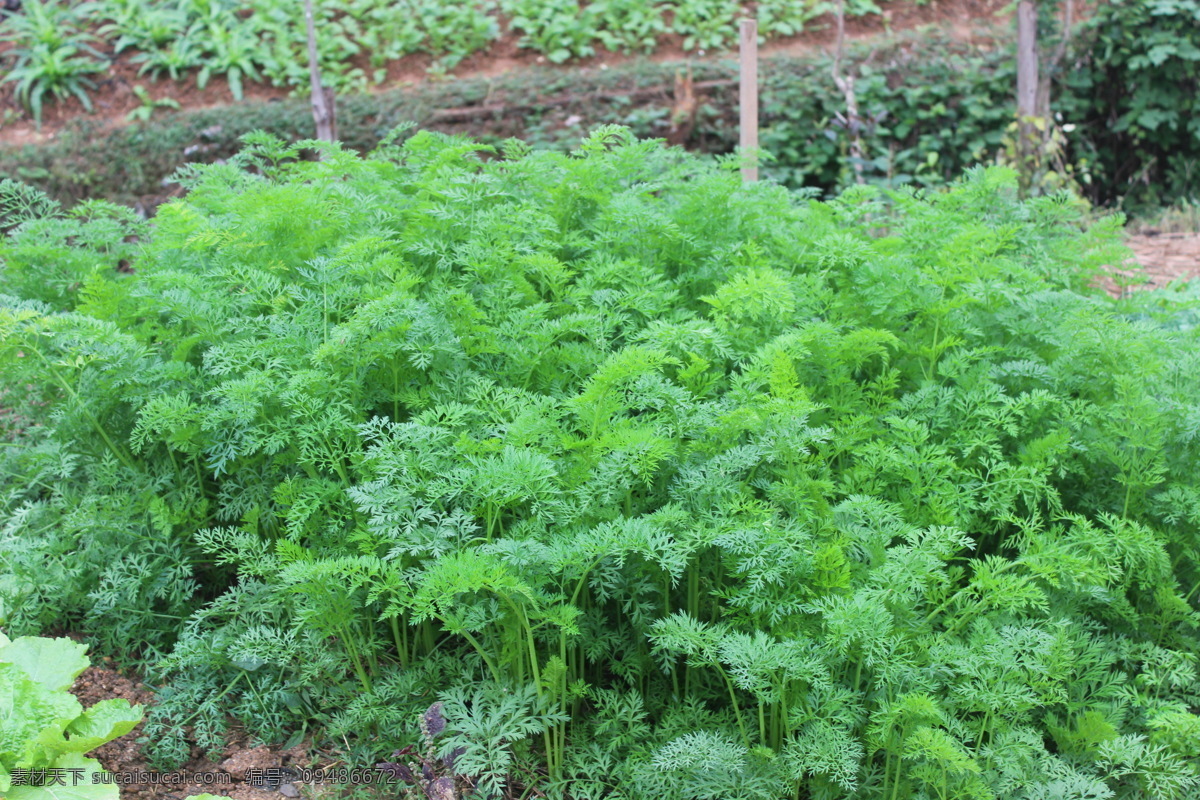 红萝卜叶 菜地 红萝卜苗 青苗 有机蔬菜 蔬菜 生物世界