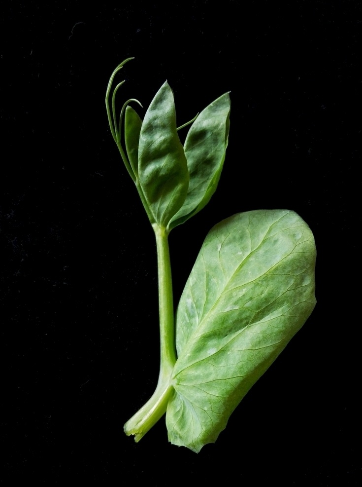 豌豆尖特写 绿色蔬菜 营养 新鲜 自然 绿叶菜 豌豆苗 嫩叶 食材 餐饮美食 食物原料