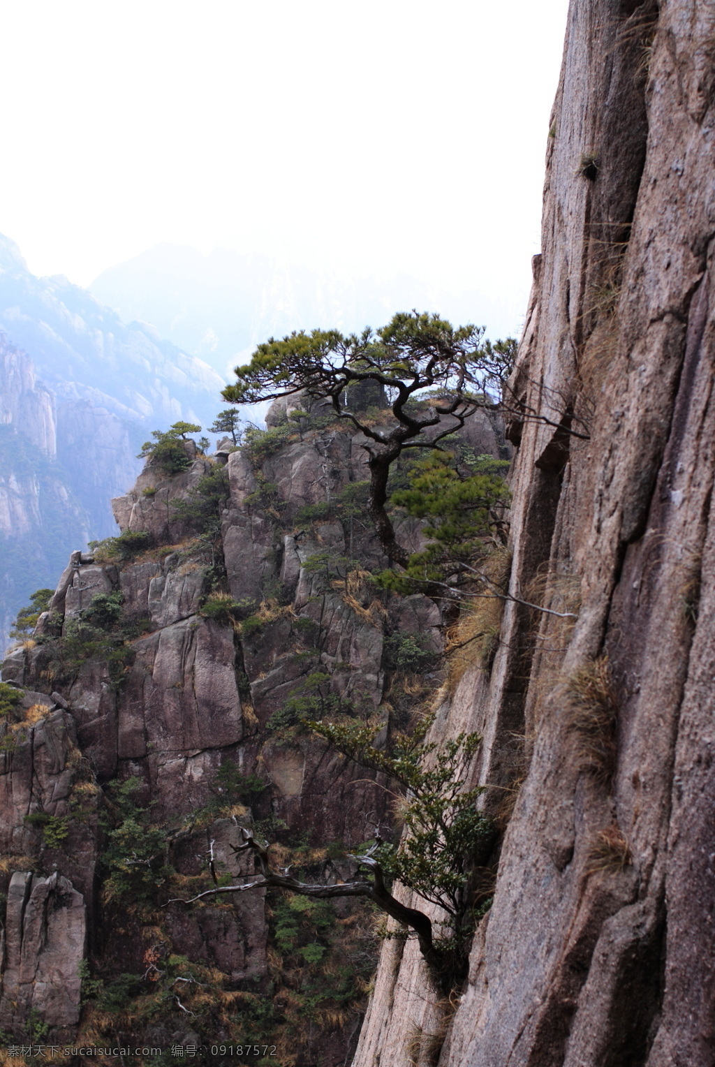 安徽 黄山 奇 松 风景