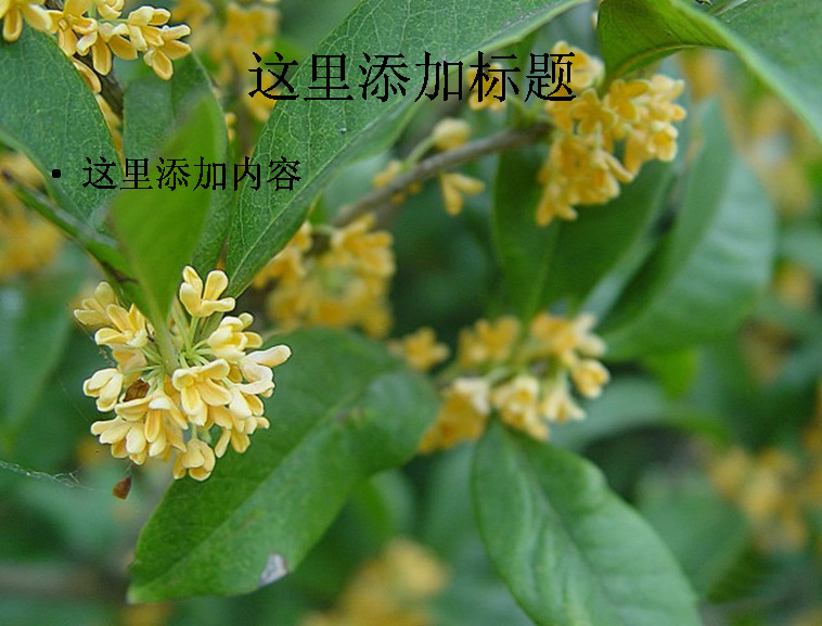 中秋 植物 桂花 高清 ppt6 黄色 自然风景 中秋节 迷人景色 模板