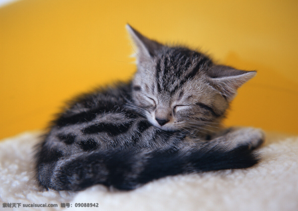 睡觉 小猫 动物摄影 宠物 猫 可爱的猫 家猫 猫咪 小猫图片 家禽家畜 生物世界 猫咪图片