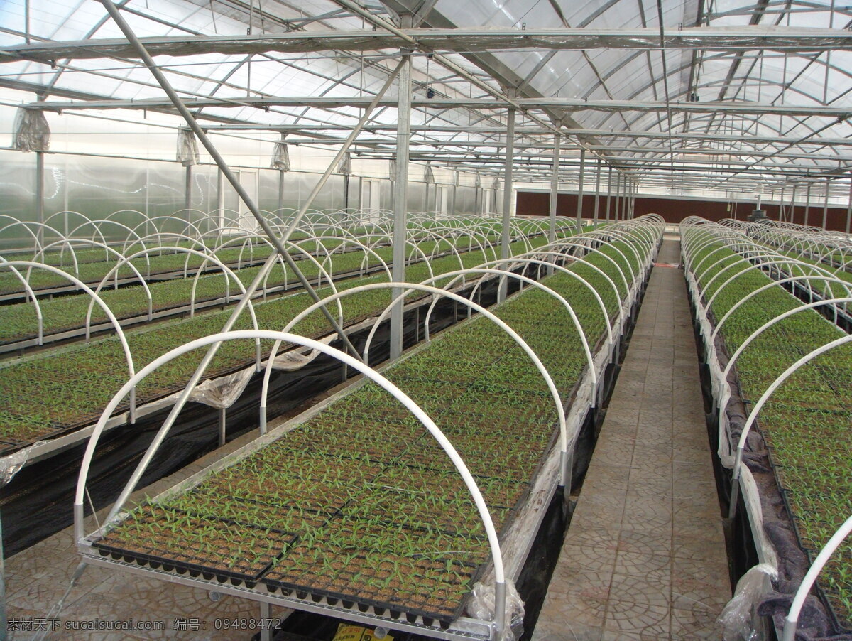 育苗 秧苗 蔬菜育苗 工厂化育苗 蔬菜 自然景观 田园风光
