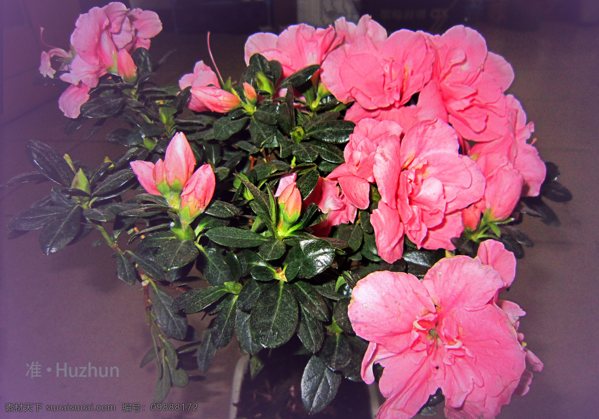 杜鹃花 春天 红花绿叶 花草 花世界 生物世界 红杜鹃 姹紫嫣红