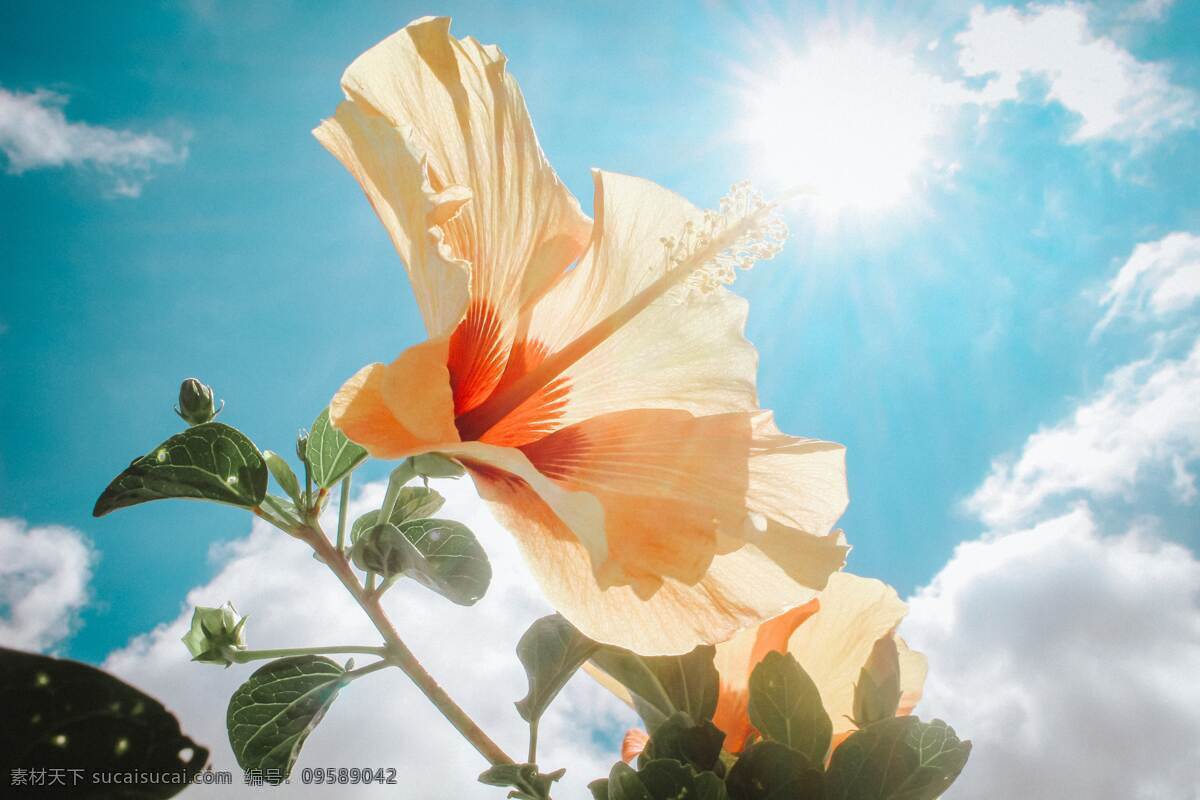 鲜花 花儿 花朵 植物 树叶 树 生物 生命 多肉 绿叶 树林 特写 壁纸 仙人掌 盆栽 美丽 漂亮 生物世界 花草