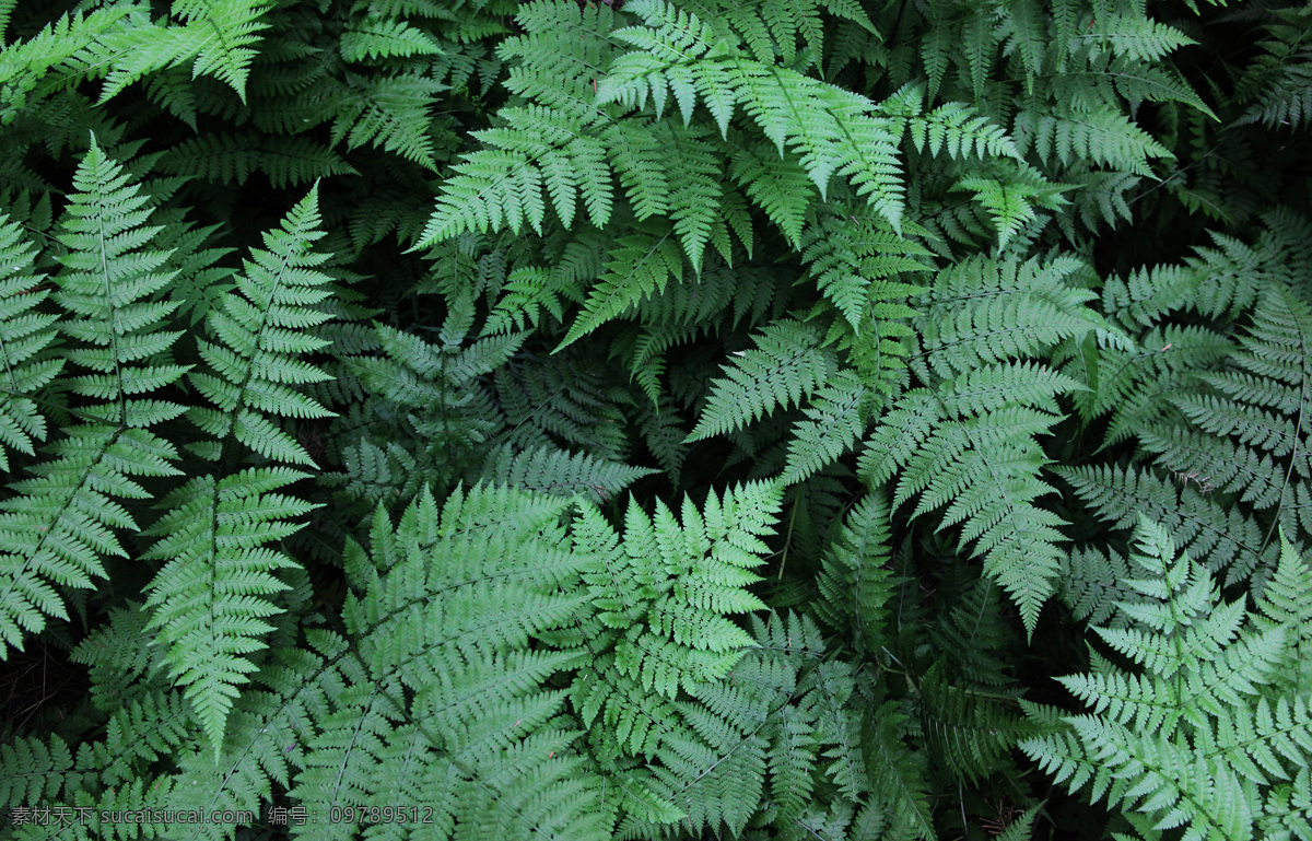 茂盛的植物 叶子 叶片 植物 树叶 灌木 蕨类 绿色 环保 清新 植树节 生物世界 树木树叶