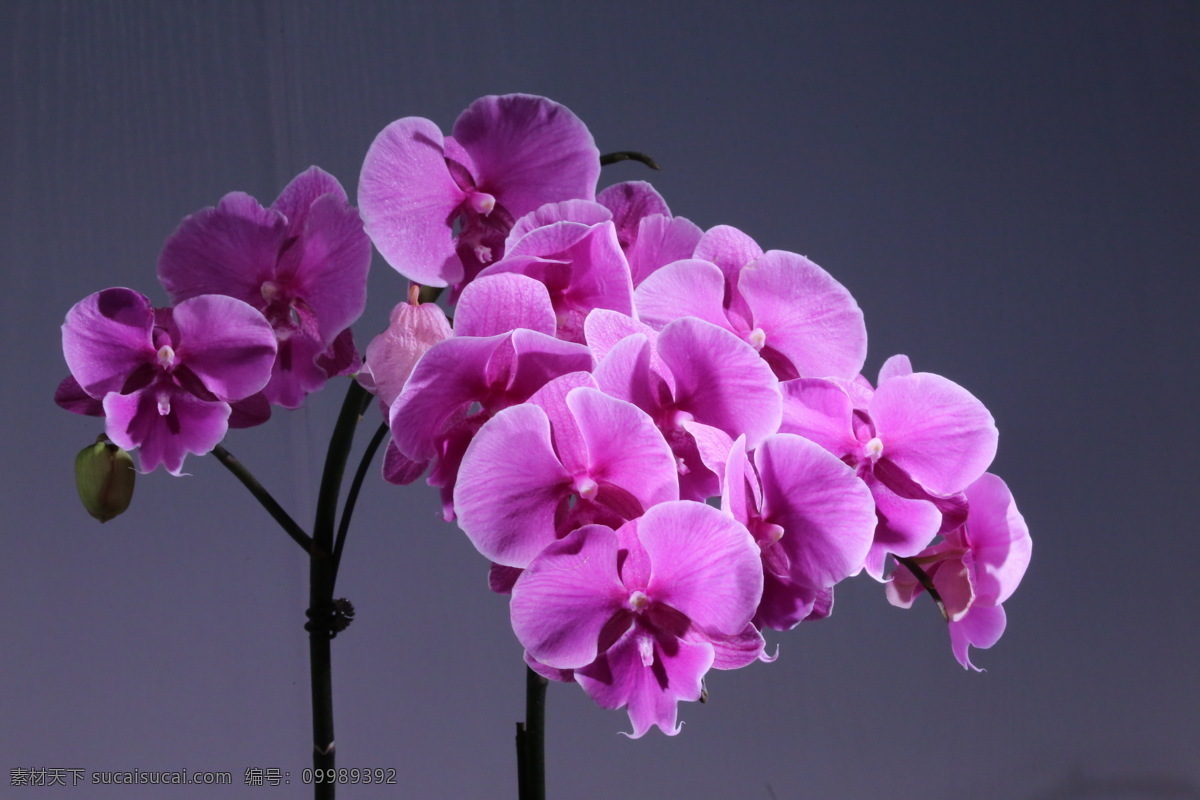 蝶兰 兰花 洋兰 热带兰 洋兰王后 花卉 花朵 花瓣 花心 花儿 绿化景观 蝴蝶兰兰花 生物世界 花草