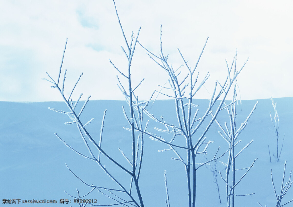 雪中的树枝 雪中的树林 树林 森林 树木 山林 针叶林 雪景 冬季 生物世界 树木树叶