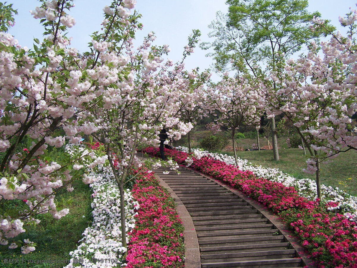 高清 　 樱花 走廊 粉色背景 粉色高贵 粉色花 粉色可爱图片 粉色素材 粉色图片 花 花的背景 花的风景 花的素材 樱 樱花树 樱花图片 花卉 花朵 花花 花花世界 花的海洋 粉色樱花 花的走廊 花的馨香 花的图片 花的主题 花的图片下载 风景 生活 旅游餐饮