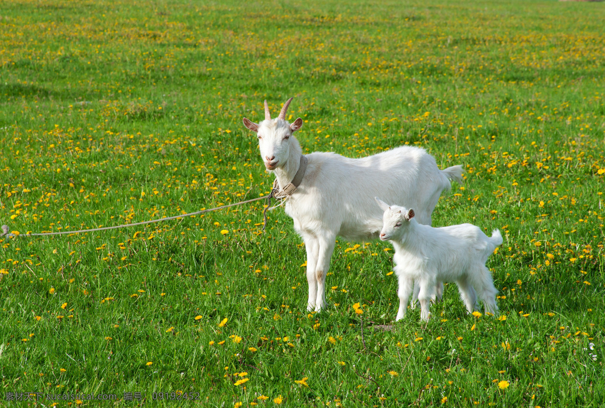 草地 上 小 羊羔 小羊羔 绵羊 羊 家畜动物 动物摄影 陆地动物 生物世界 绿色