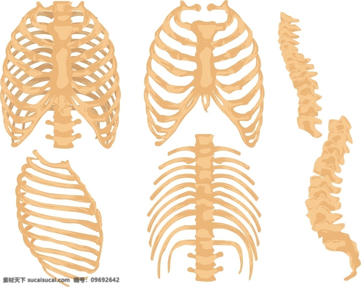 肋骨笼向量集 说明 人类解剖学 医学 医药 卫生 科学 生物学 骨骼 体 图形 椎 向量 胸腔 模型 胸部 分离 元素 背景 解剖 背 图 动画 x射线 医院