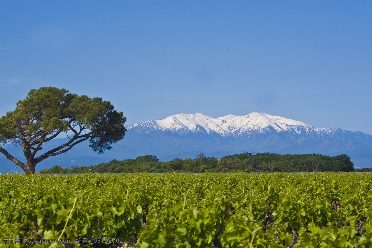葡萄园 葡萄园风景 法国葡萄园 法国酒庄 葡萄种植 自然景观 田园风光