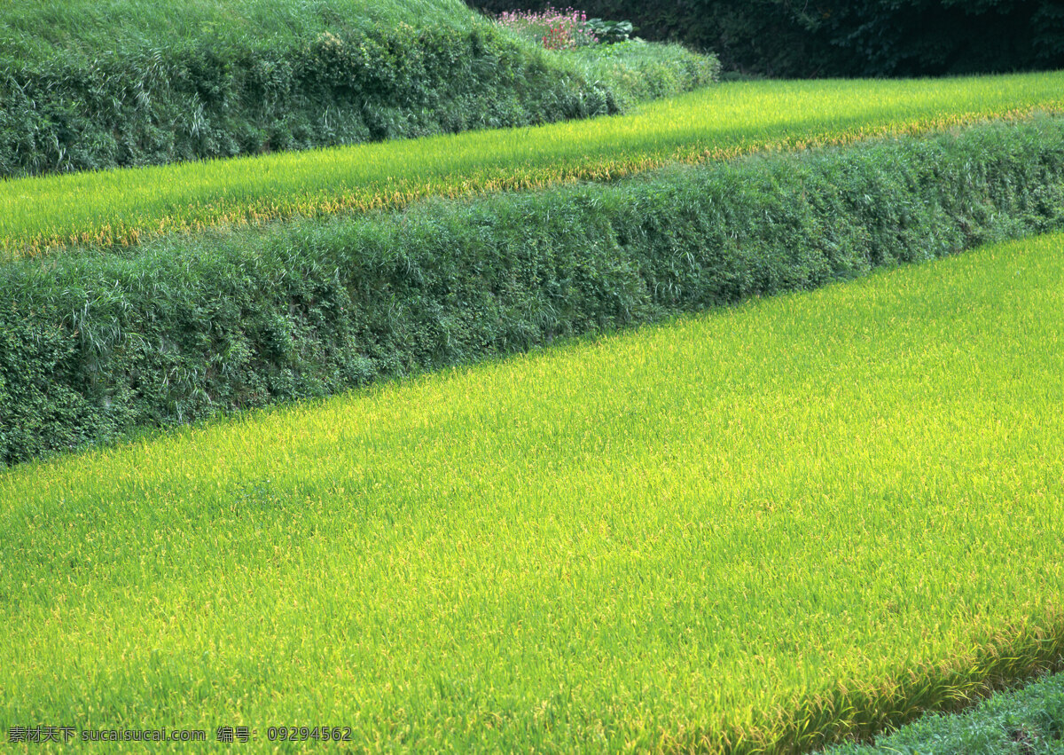 郊野 郊野风景 美丽田园 山水田园 摄影图库 田野 田园 田园风光 田园风景 田园风情 野草 田园摄影 田园图片 田园景色 自然景观 家居装饰素材 山水风景画