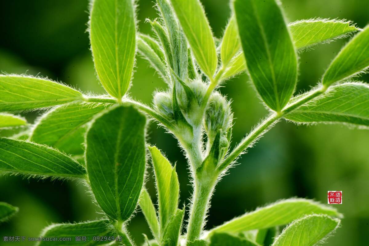苜蓿 非洲 苏丹 喀土穆 尼罗河 植物 花草 生物世界