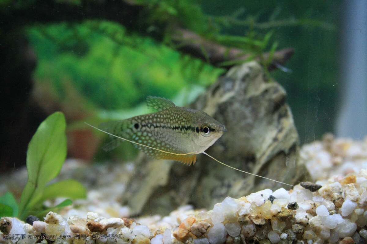 水族箱 海底世界 摄影图 生活素材 鱼 植物 生活百科 图片库 风景 生活 旅游餐饮