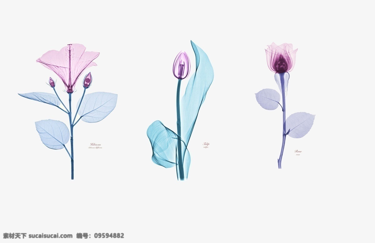 透明 花卉 紫色 蓝色 白色