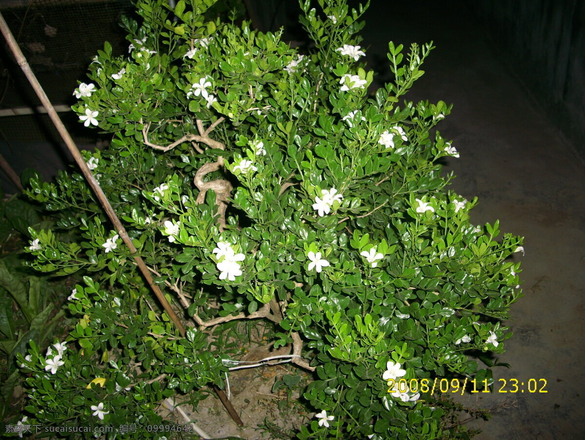 九里香 盆景 盆景图片 园林 园林景观 园林绿化 园林设计素材 园林植物图片 盆景图库 装饰素材 园林景观设计