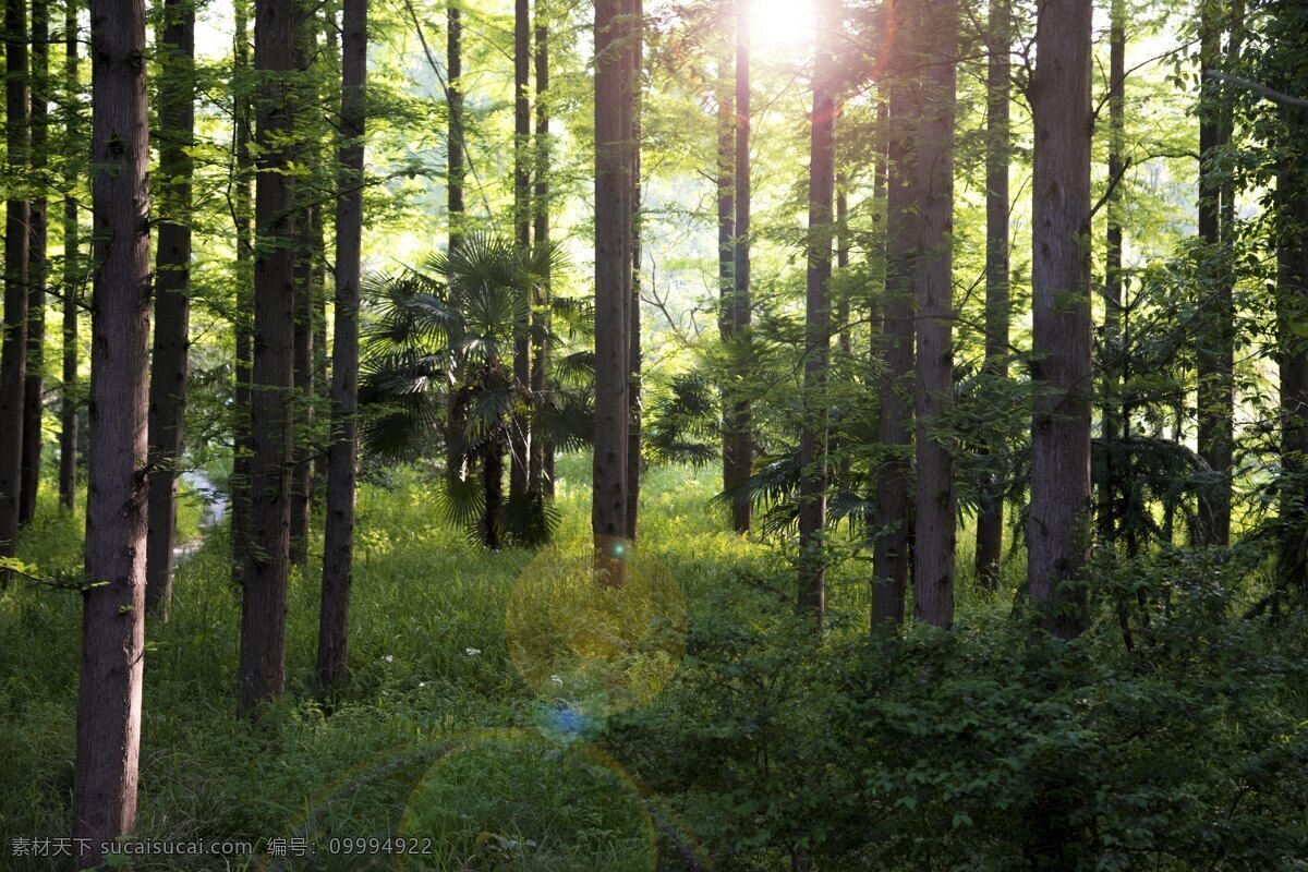 树 自然 植物 生态 清新 阳光 清晨 马 松树 小路 树林 森山 原始森林 草地 自然景观 自然风景