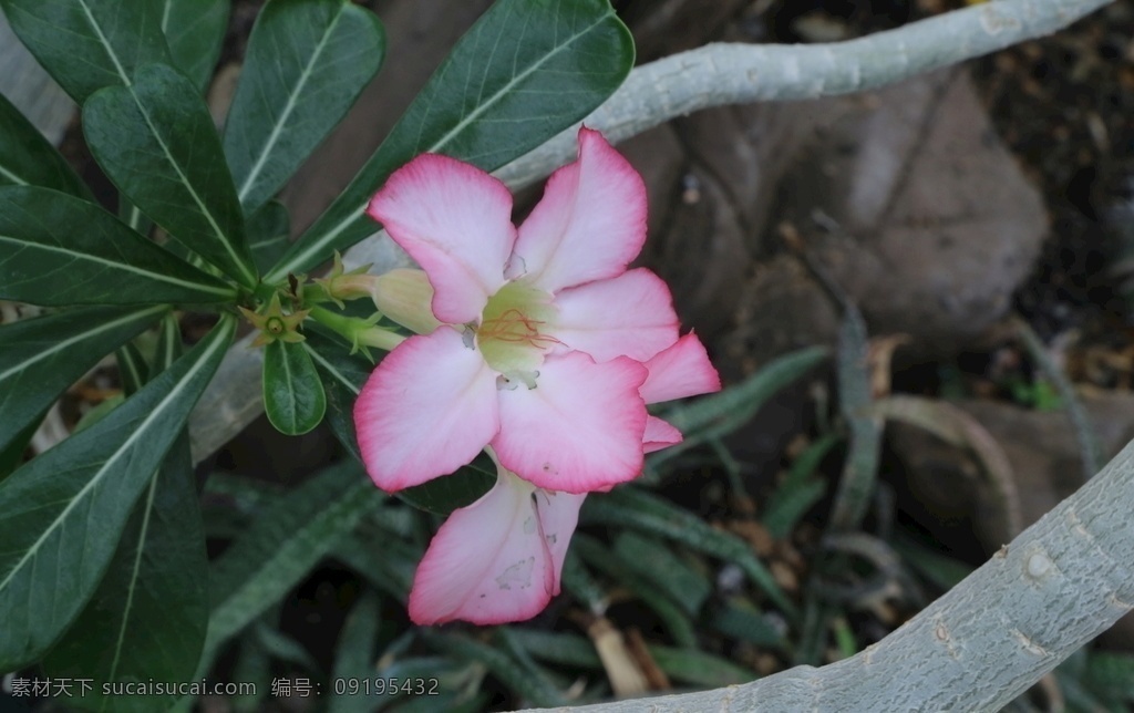 沙漠玫瑰 天宝花 多肉植物 多浆植物 花儿 花朵 花瓣 花草 枝叶 植物 观赏花卉 绿化景观 花卉大观园 生物世界