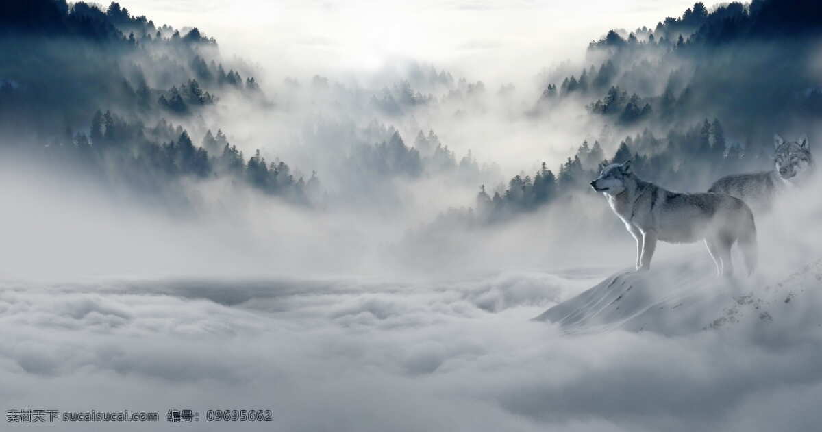 孤狼 风景 雪山 狼 白色 厚重孤独 自然景观 自然风景