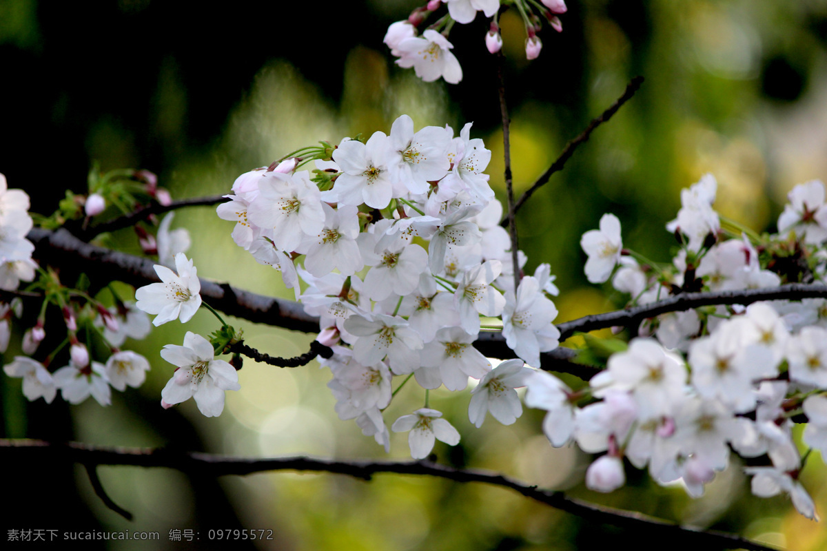 樱花 樱花树 白色樱花 白粉色樱花 浪漫樱花 浪漫背景 白色小花朵 樱花底纹 日系背景 花朵背景 花墙背景 日本樱花 树枝 树干 樱花花瓣 樱花林 日本 鲜花 花朵 花卉 花草 粉色花朵 粉花 小红花 花草植物 生物世界