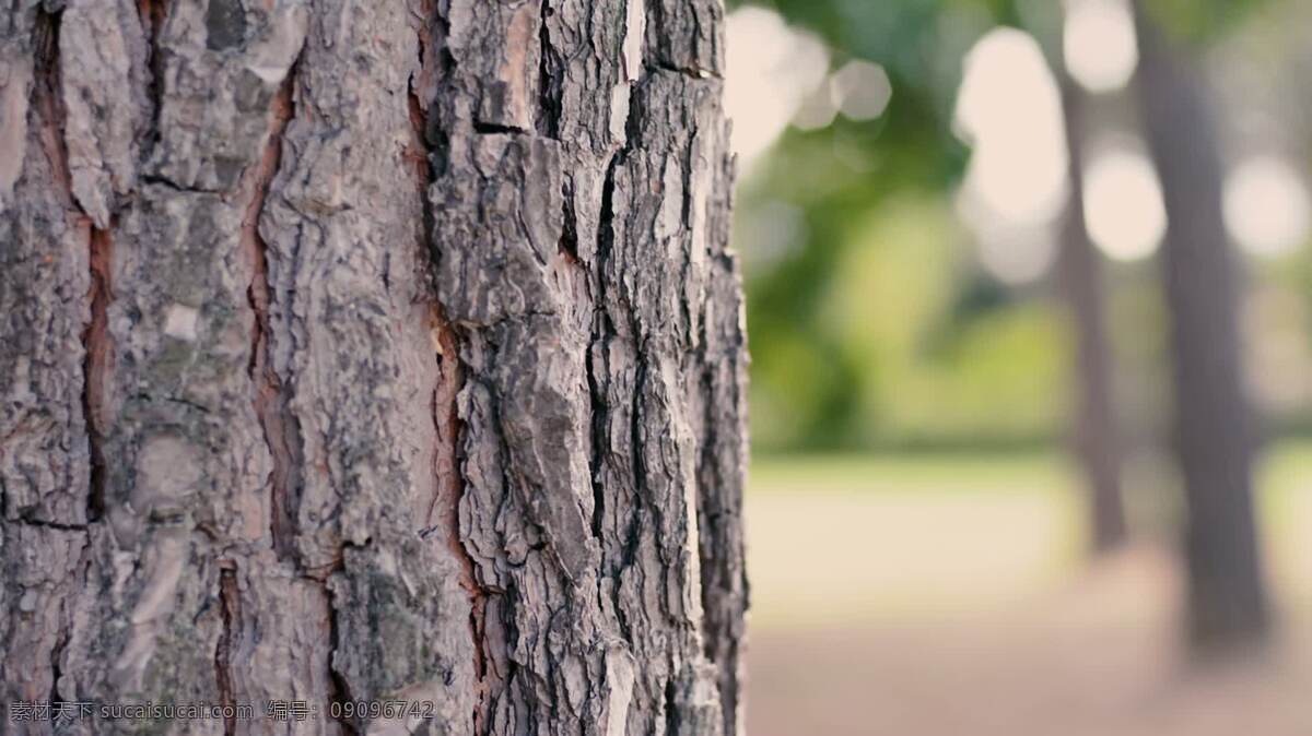 背景 模糊 树干 自然 大旅行箱 树 绿色 散景 树皮 松木 木材 林地 伍兹 公园 森林 手持 宏 生态学