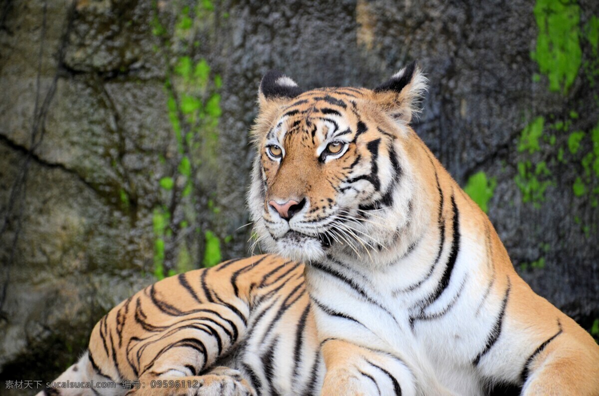 老虎 老虎特写 虎头 动物世界 哺乳动物 趴着的老虎 委屈老虎 生物世界 野生动物
