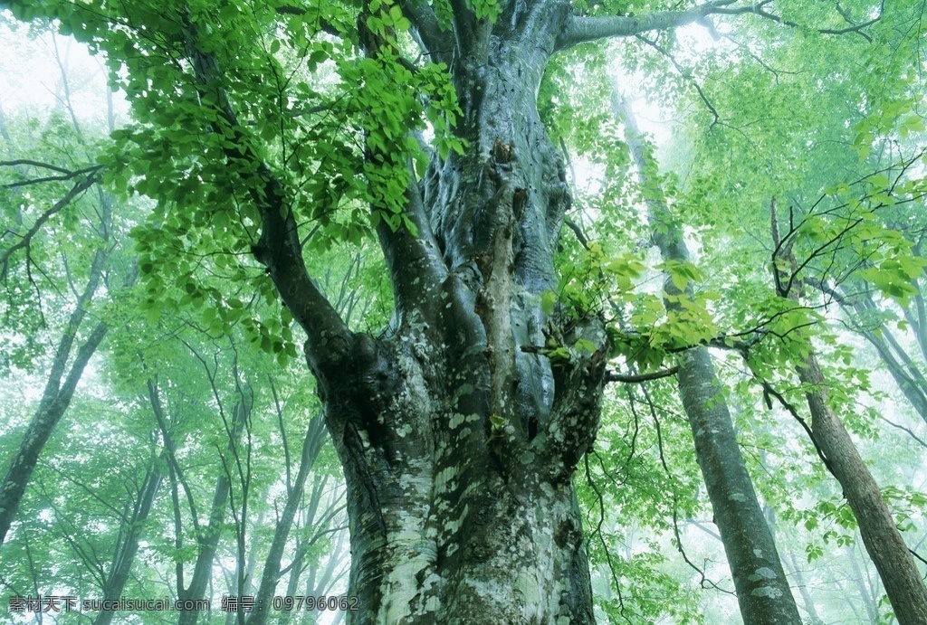 树林雾景 树林 雾气 雾山 雾景 森林 高山 大树 水汽 绿色 植物 气象 湿气 潮湿 风景 绿树 枝叶 茂密深林 生物世界 树木树叶