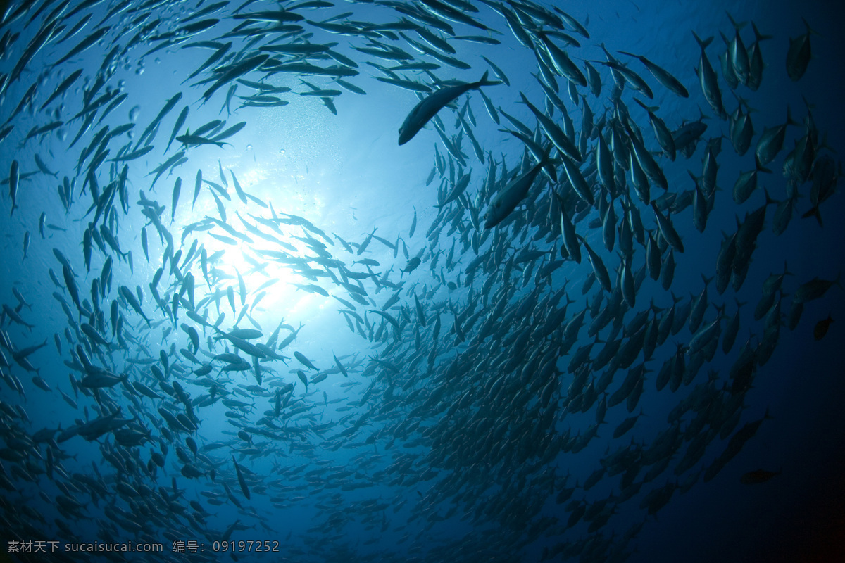 许多 鱼群 组成 圆圈 许多鱼 鱼圆圈 海鲜 生物 海洋生物 生物世界 鱼类