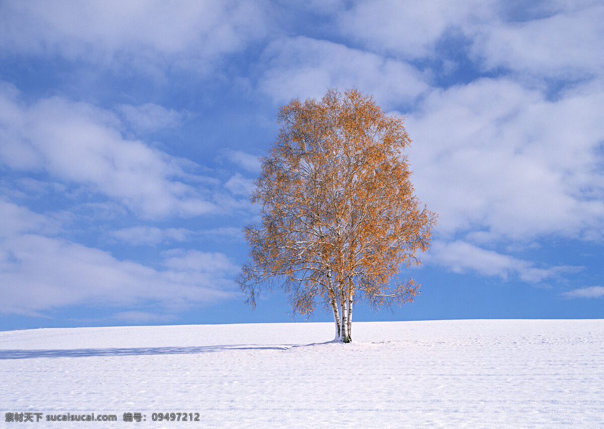 雪地 里 颗 树 自然 风景 书 天空 空旷 白云 一个树 安静 花草树木 生物世界