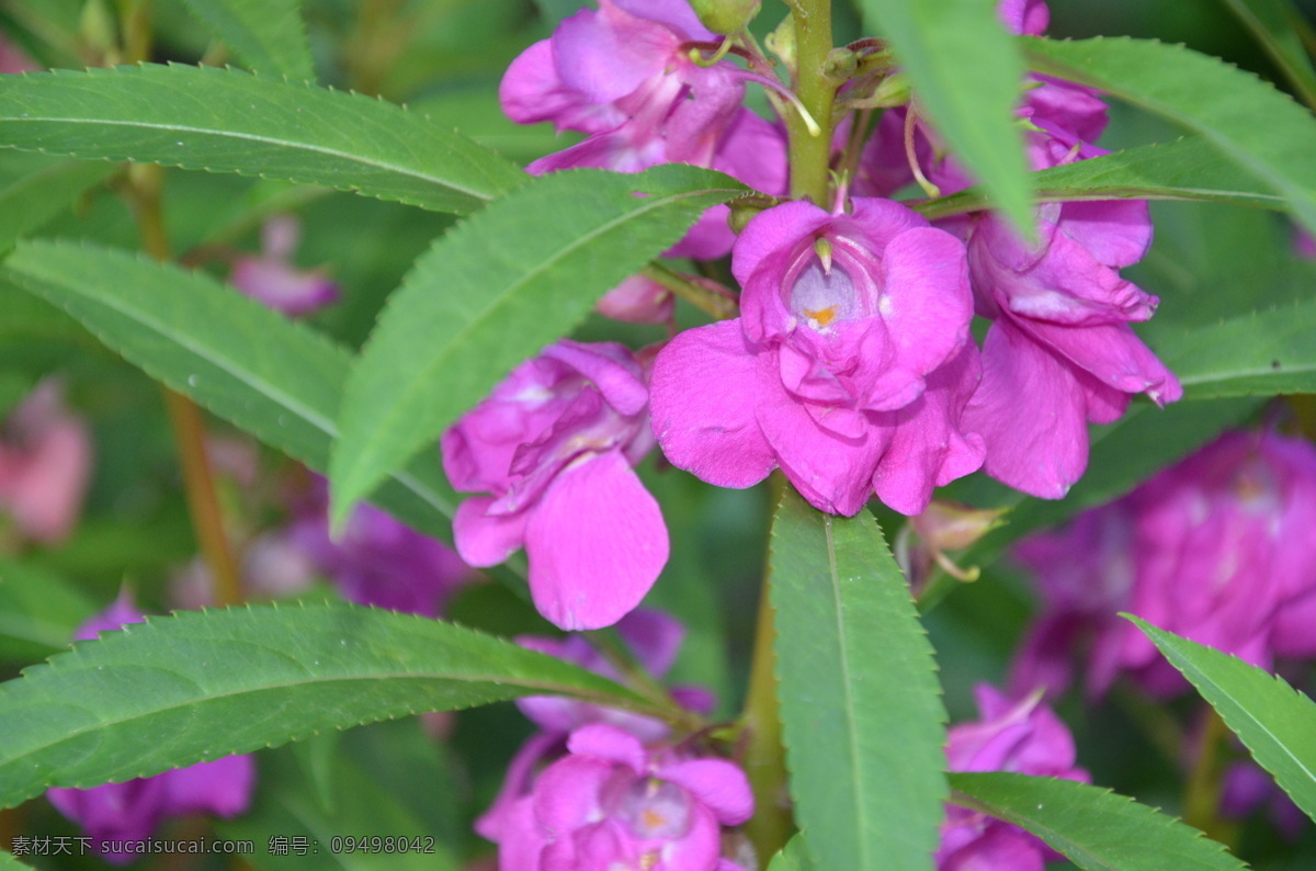 凤仙花 花卉 指甲花 小桃红 单生 簇生 叶腋 紫红色 花卉系列 花草 生物世界