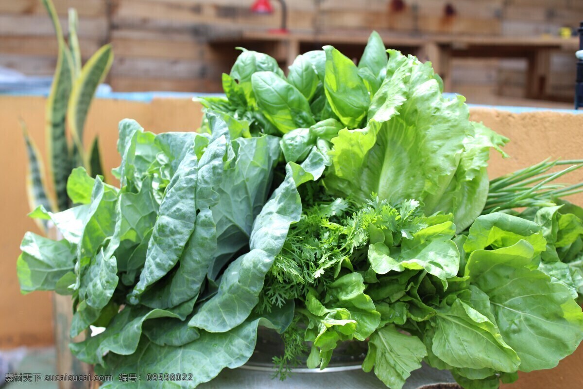 新鲜绿色青菜 有机蔬菜 绿色蔬菜 新鲜青菜 绿色青菜 有机 绿色 蔬菜 菜叶 叶子 绿叶 青菜 蔬菜叶 绿叶菜 食材 食物 健康蔬菜 生物世界