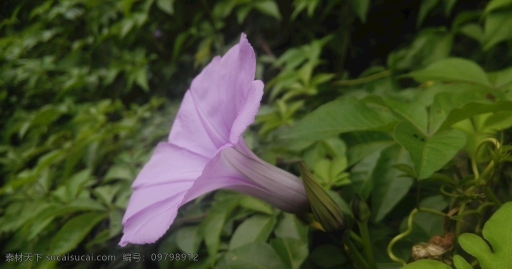 牵牛花 喇叭花 紫色花 花卉 花朵 植物 花 生物世界 花草