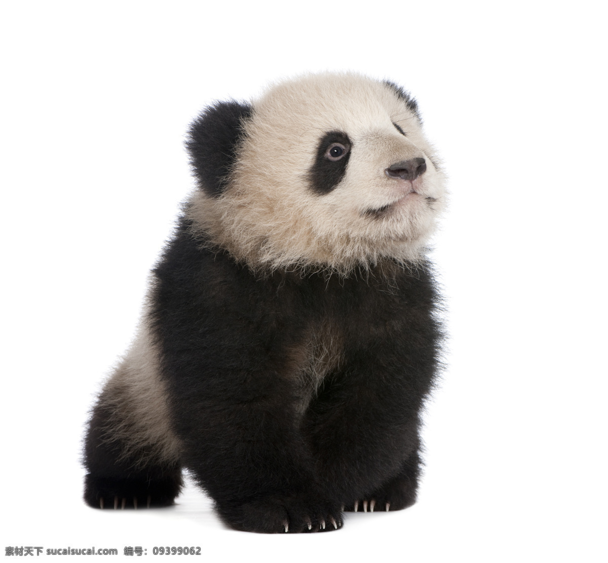 可爱 熊猫 宝宝 小熊猫 熊猫幼崽 熊猫宝宝 国宝 国家保护动物 猫咪图片 生物世界