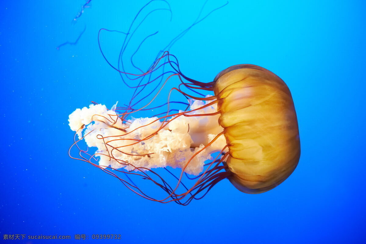 高清 水母 唯美 海洋生物 浮游生物 蓝色