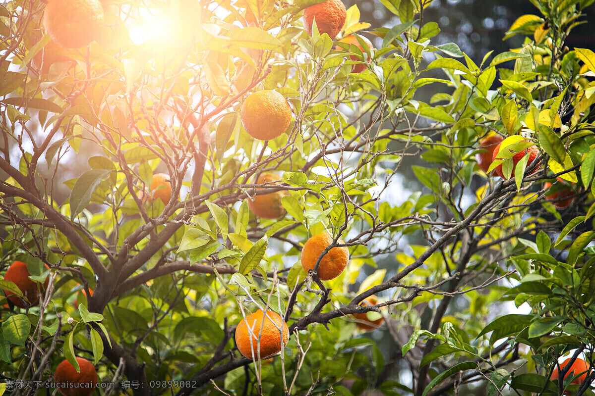 阳光 下 桔子 树 橙子 水果 果实 新鲜水果 水果插图 水果摄影 水果背景 水果蔬菜 餐饮美食 黄色