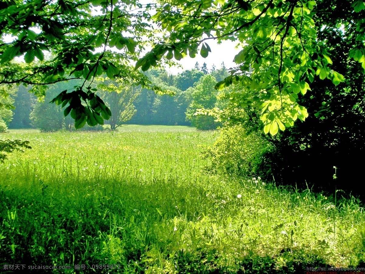 绿野 美景 背景图片 风景 绿草地 树林 生活 旅游餐饮