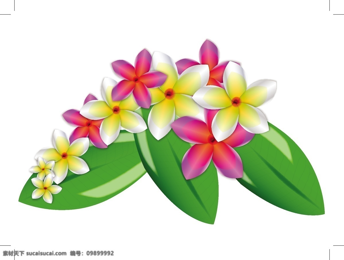矢量 花 鸡蛋花 叶 自然 该矢量的花 矢量图 其他矢量图