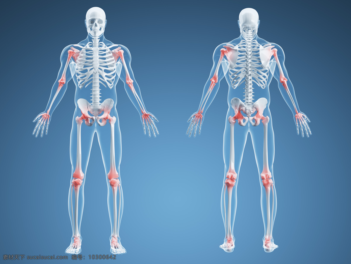 人体骨骼 唯美 炫酷 人体 器官 科学研究 人体学 解剖学 科研 骨骼 现代科技