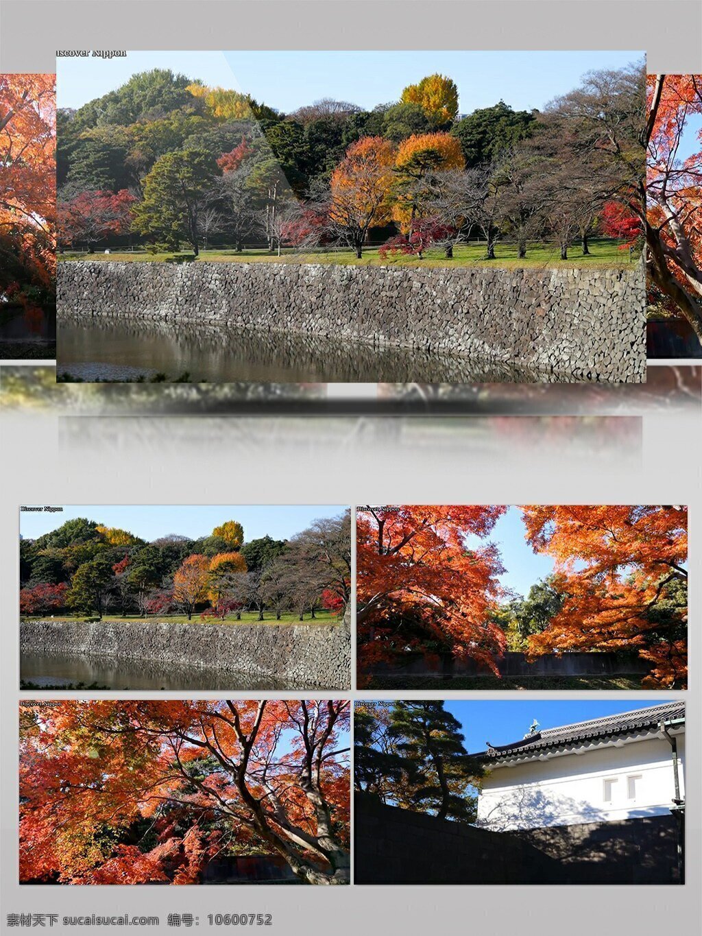 日本 城市 枫叶 实拍 美景 秋天 城市建筑 河流