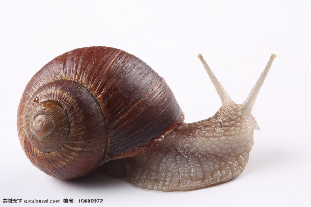 可爱的蜗牛 蜗牛 动物 爬行 无脊椎动物 花纹 触角 贝壳 昆虫世界 生物世界 白色
