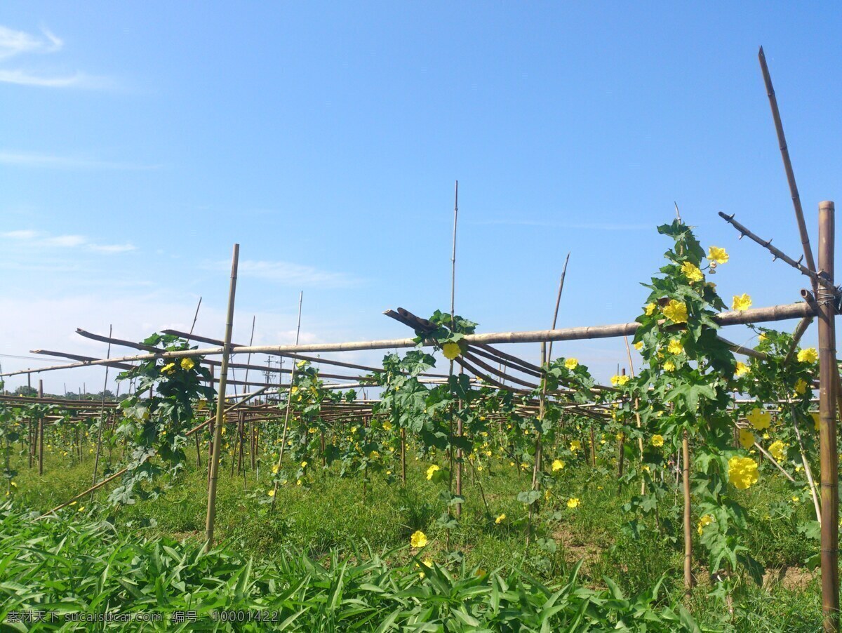 松 西子 蔬菜 基地 蔬菜基地 株洲县松西子 生态 大棚 大棚蔬菜 种植基地 菜地 菜园 农村 田园 农家 田园风光 丝瓜 丝瓜藤 自然景观
