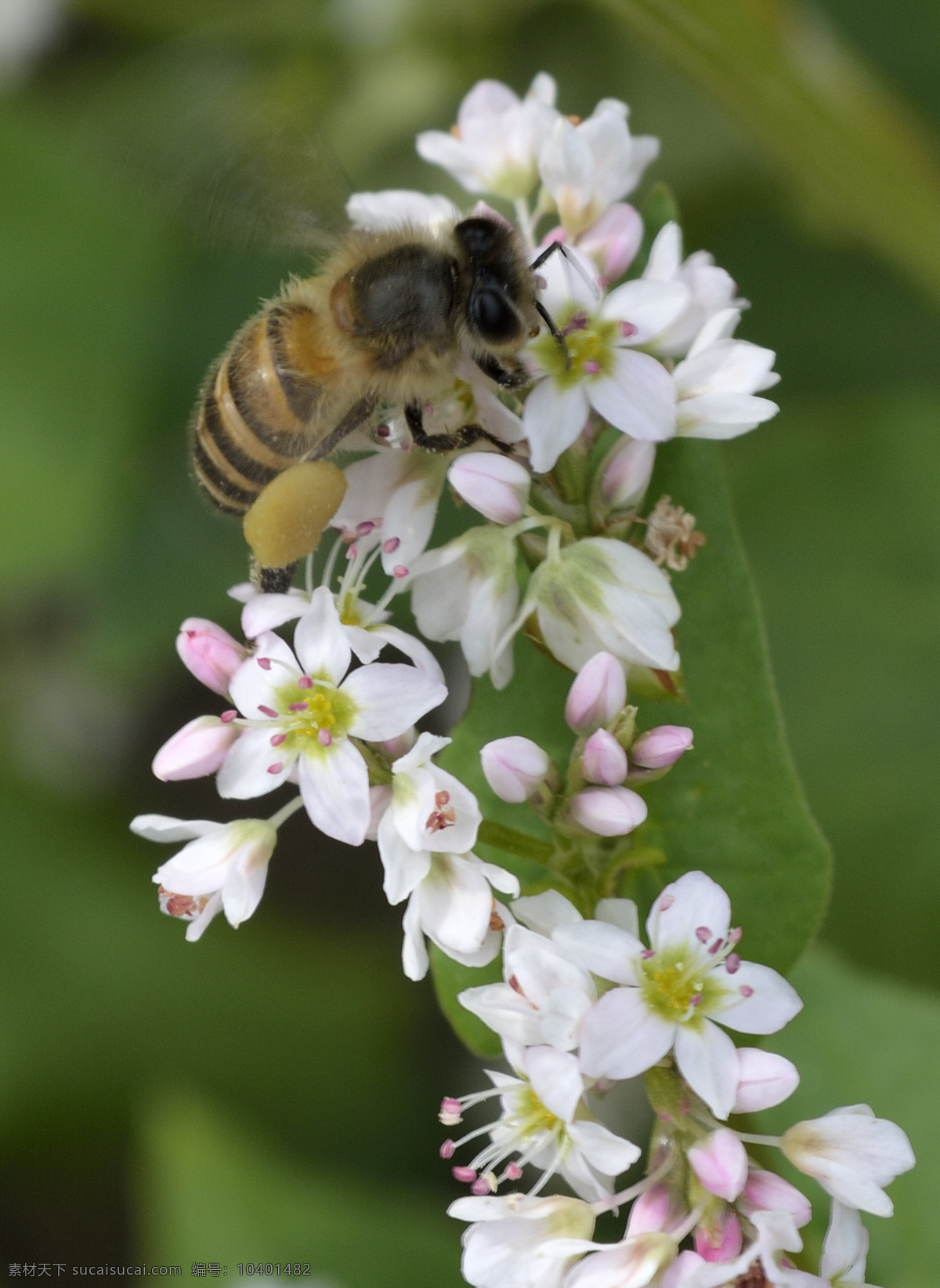 蜜蜂采蜜 蜜蜂 采蜜 花蜜 花粉 花朵 白花 荞麦花 昆虫 生物世界