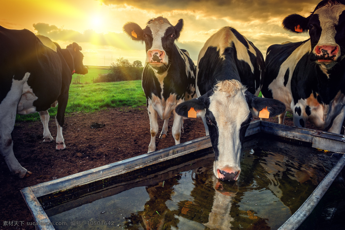 水槽 里 喝水 奶牛 农场 陆地动物 阳光 其他类别 生活百科 黑色