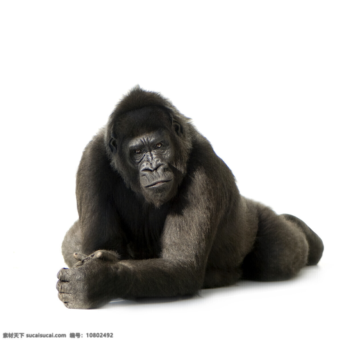 趴在 地上 黑猩猩 动物世界 动物摄影 野生动物 陆地动物 生物世界