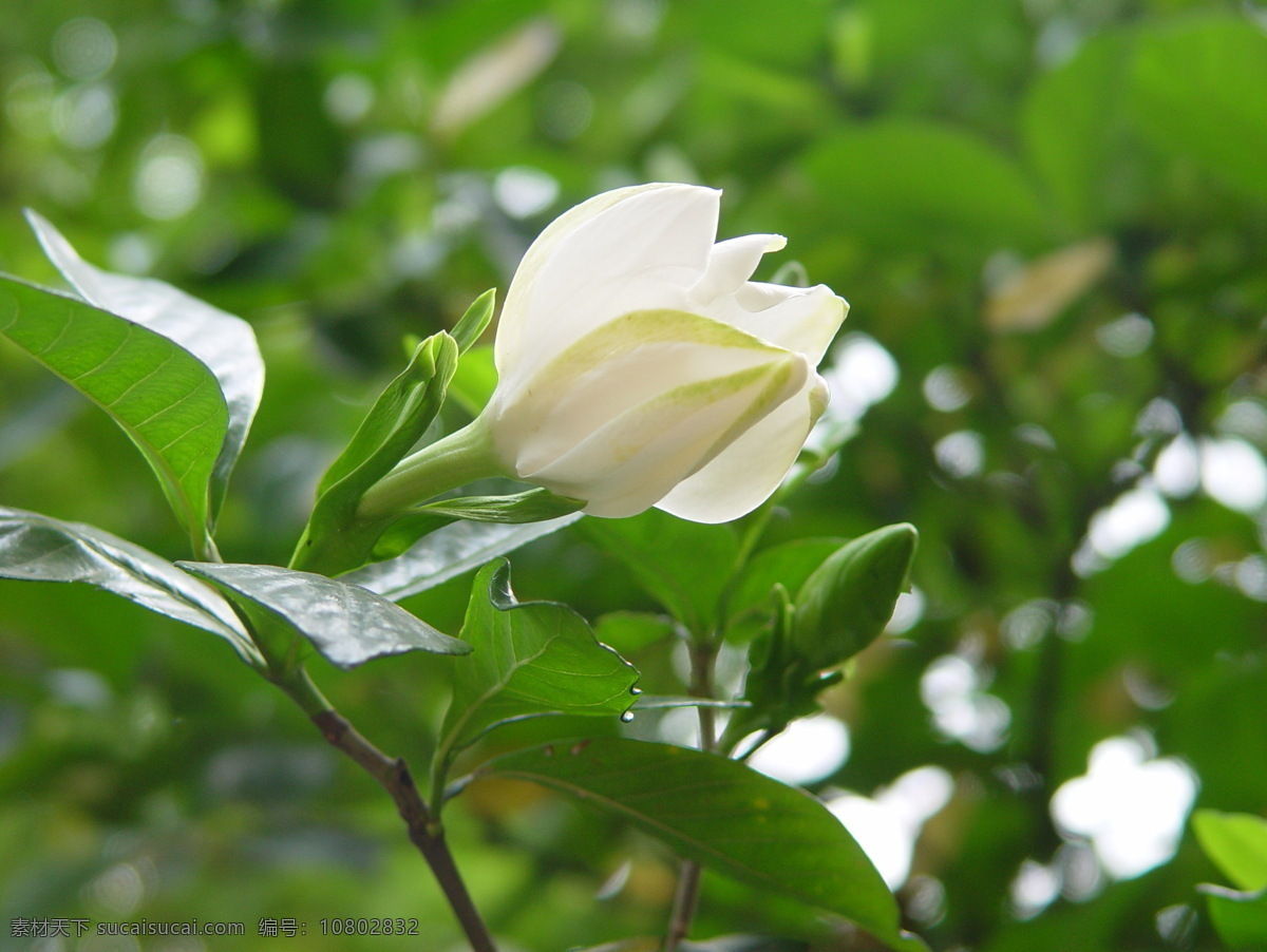 高清 栀子花 花朵 花草 白色 纯洁 花枝