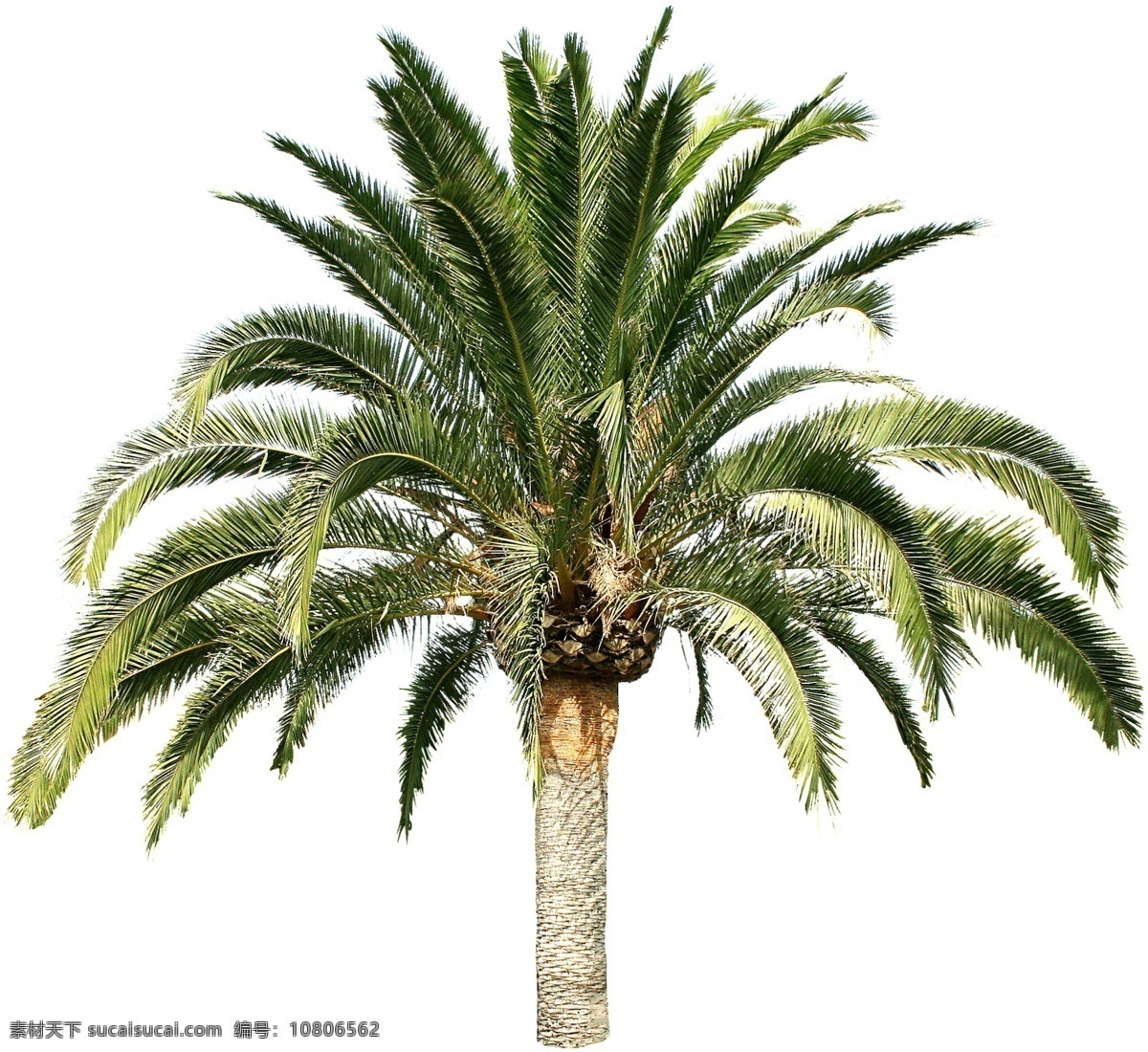 棕榈树 高品质 抠出 植物 效果图 建筑 景观 园林 抠 出 分层 源文件