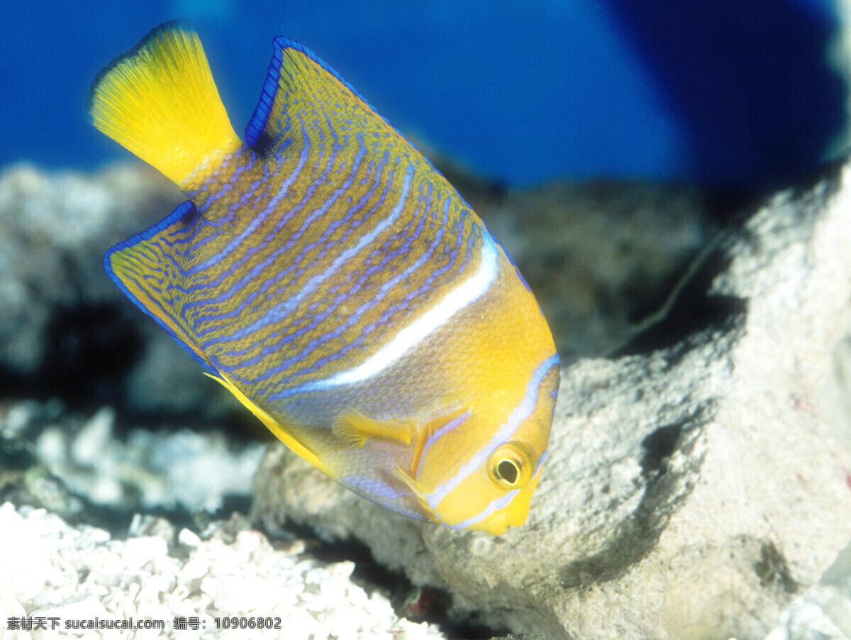 海洋生物 海底世界 海洋 礁石 生物世界 鱼 鱼类 珊蝴礁石 珊蝴 海底景色