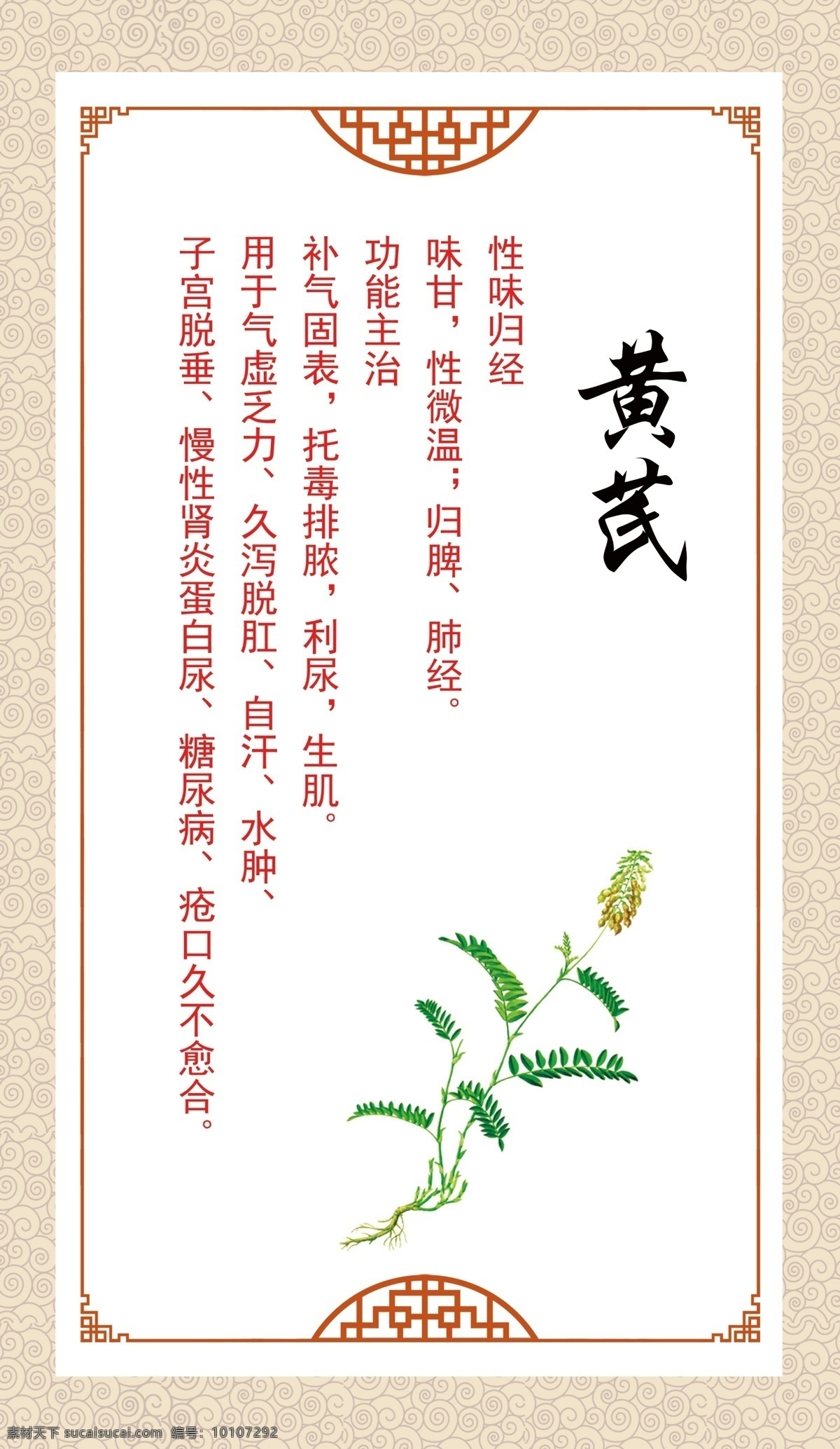 黄芪 中药 草药 药用 广告 生物世界 花草