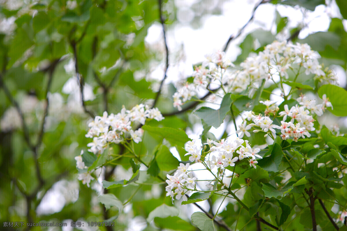 白色 純 淨 花 花朵 花卉 鲜花 白色純淨花 繁花似景 风景 生活 旅游餐饮